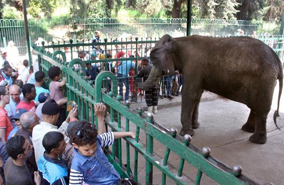 60 ألف زائر لـ حديقة حيوان الجيزة في أول وثاني أيام عيد الأضحى
